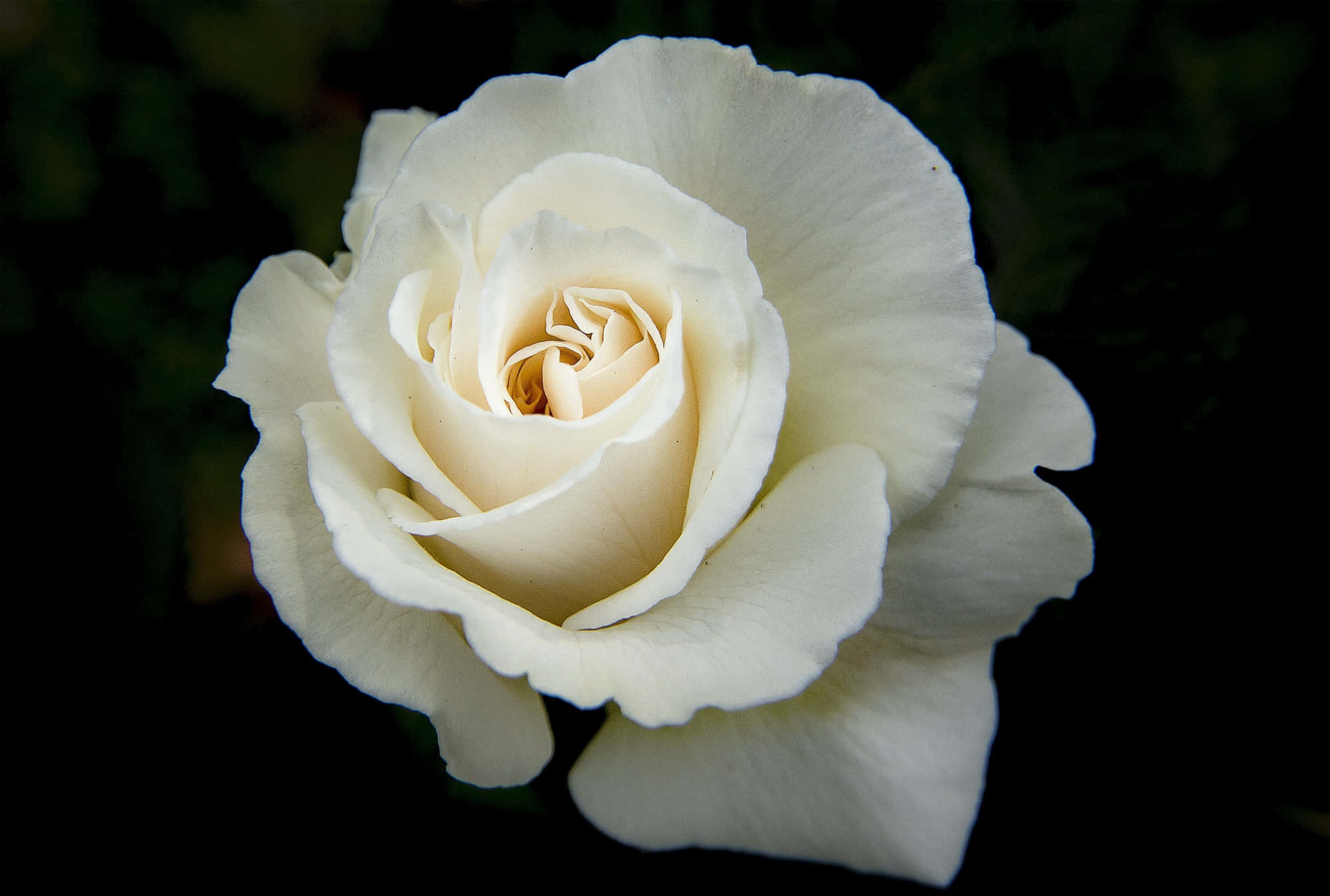 Roses 桌布 壁紙 — 一朵純潔的白玫瑰在深黑色背景中綻放，其精緻的花瓣被柔和地照亮。