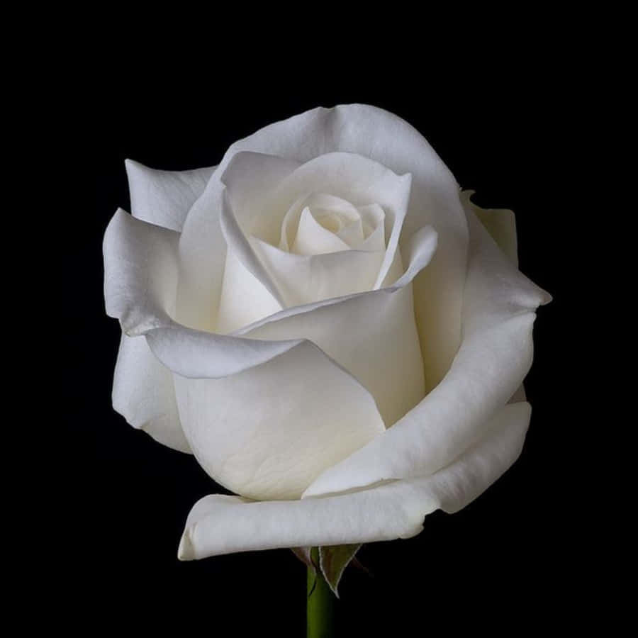 Roses 桌布 壁紙 — 一朵純潔的白玫瑰在漆黑的背景下盛開，其精緻的花瓣被柔和地照亮。