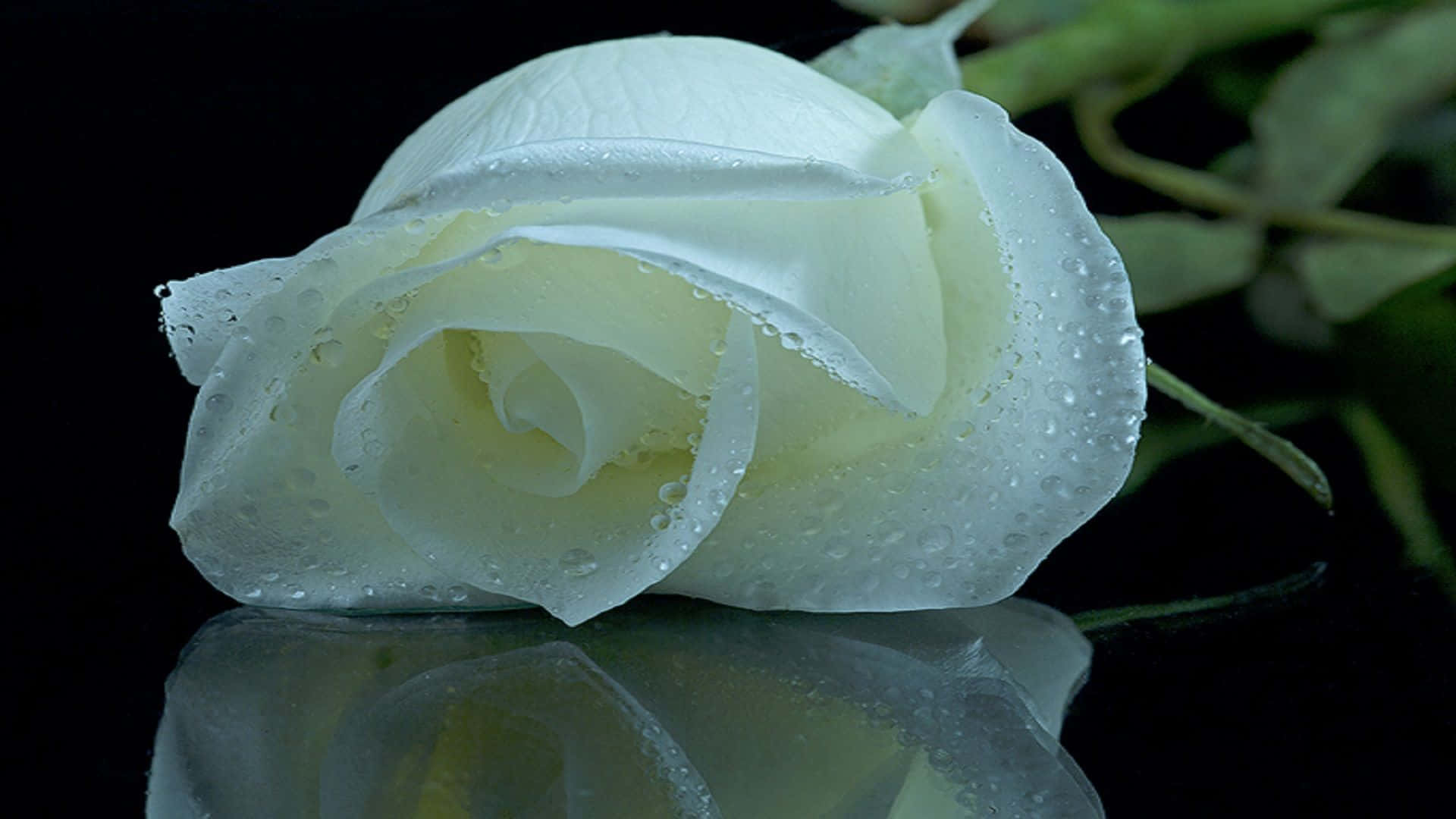 White Rose 桌布 壁紙 — 一朵純潔的白玫瑰在漆黑的背景下閃爍著露珠，其倒影在下方閃閃發光。