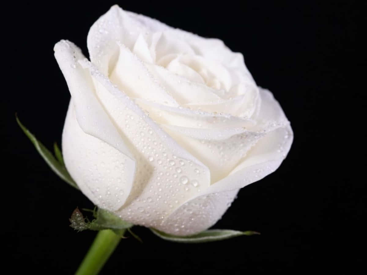 Roses 桌布 壁紙 — 一朵純潔的白玫瑰在漆黑的背景下閃爍著露珠，呈現戲劇性的特寫。