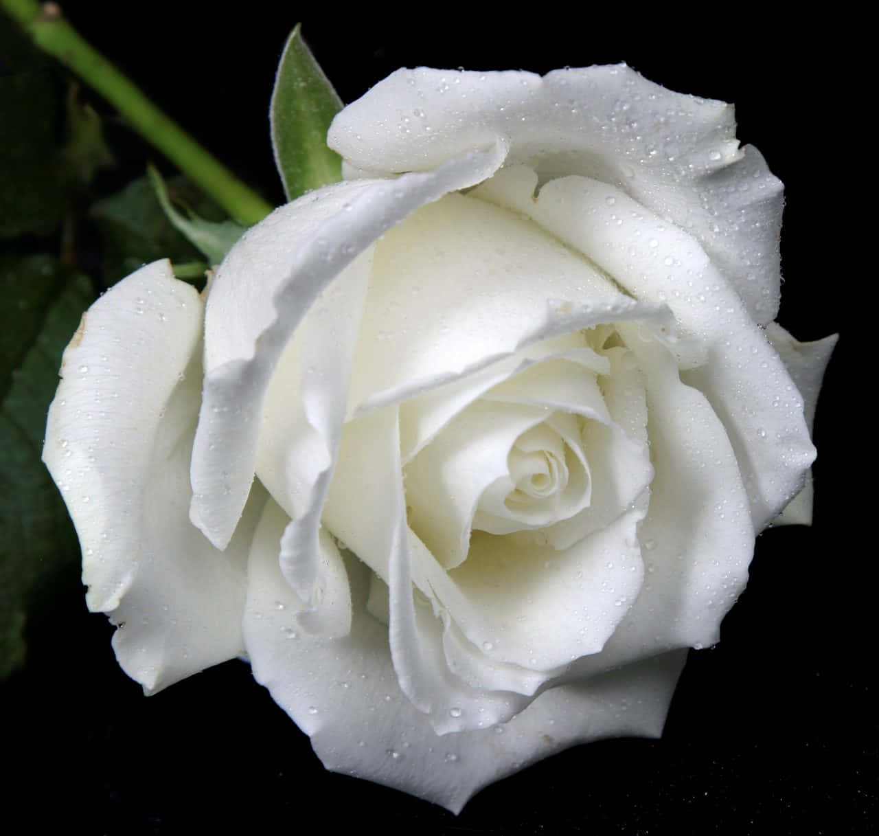 Roses 桌布 壁紙 — 一朵純潔的白玫瑰在純黑背景上閃爍著露珠，花瓣輕輕綻放。