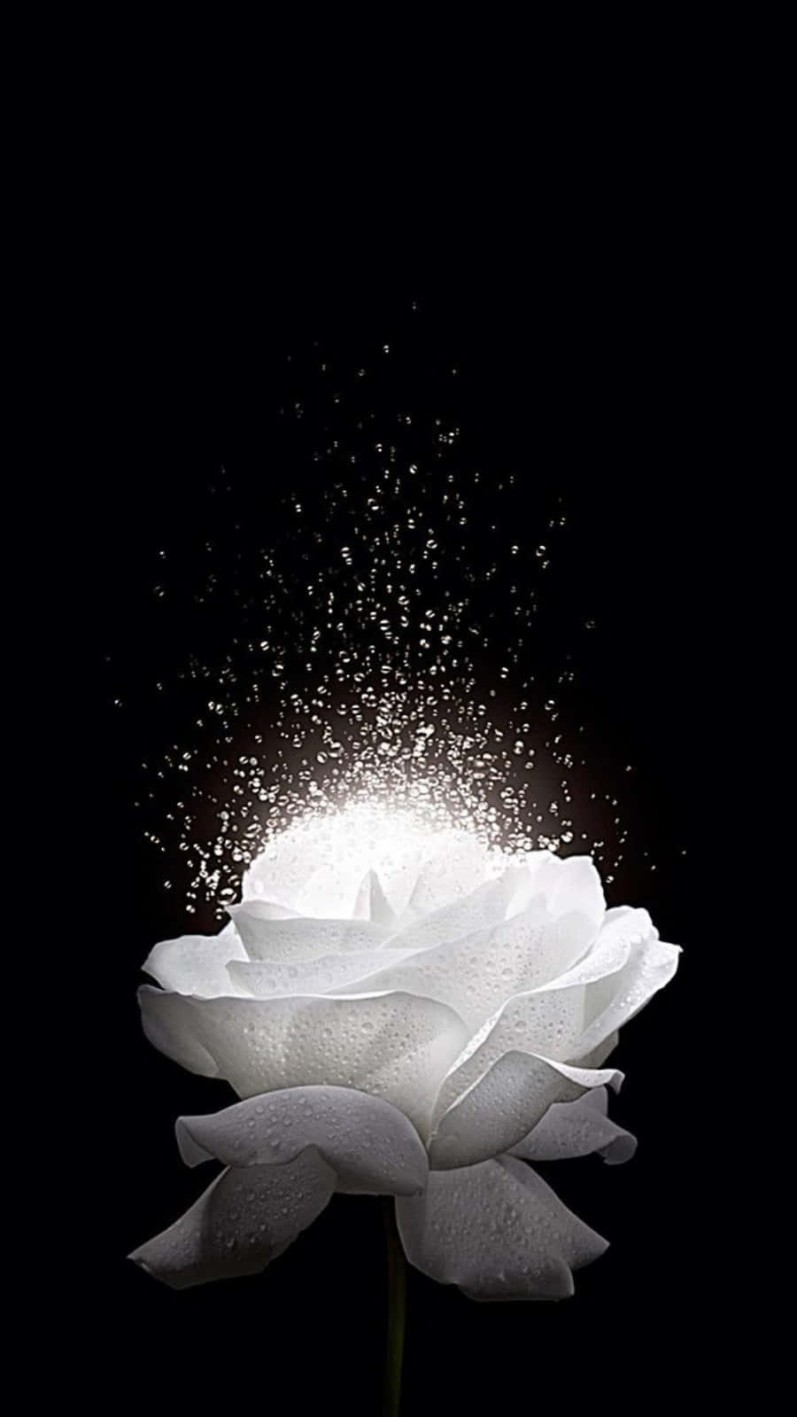 花 桌布 壁紙 — 一朵純潔的白玫瑰帶著露珠，在純黑背景下爆裂成閃爍的粒子。