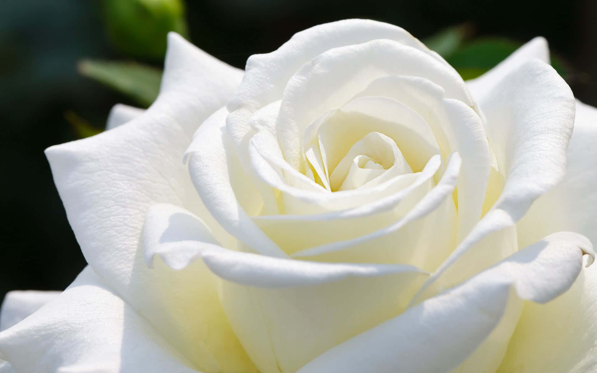White Rose 桌布 壁紙 — 一朵純潔的白玫瑰盛開，細膩的花瓣在柔和陽光下展開，背景是模糊的綠色。
