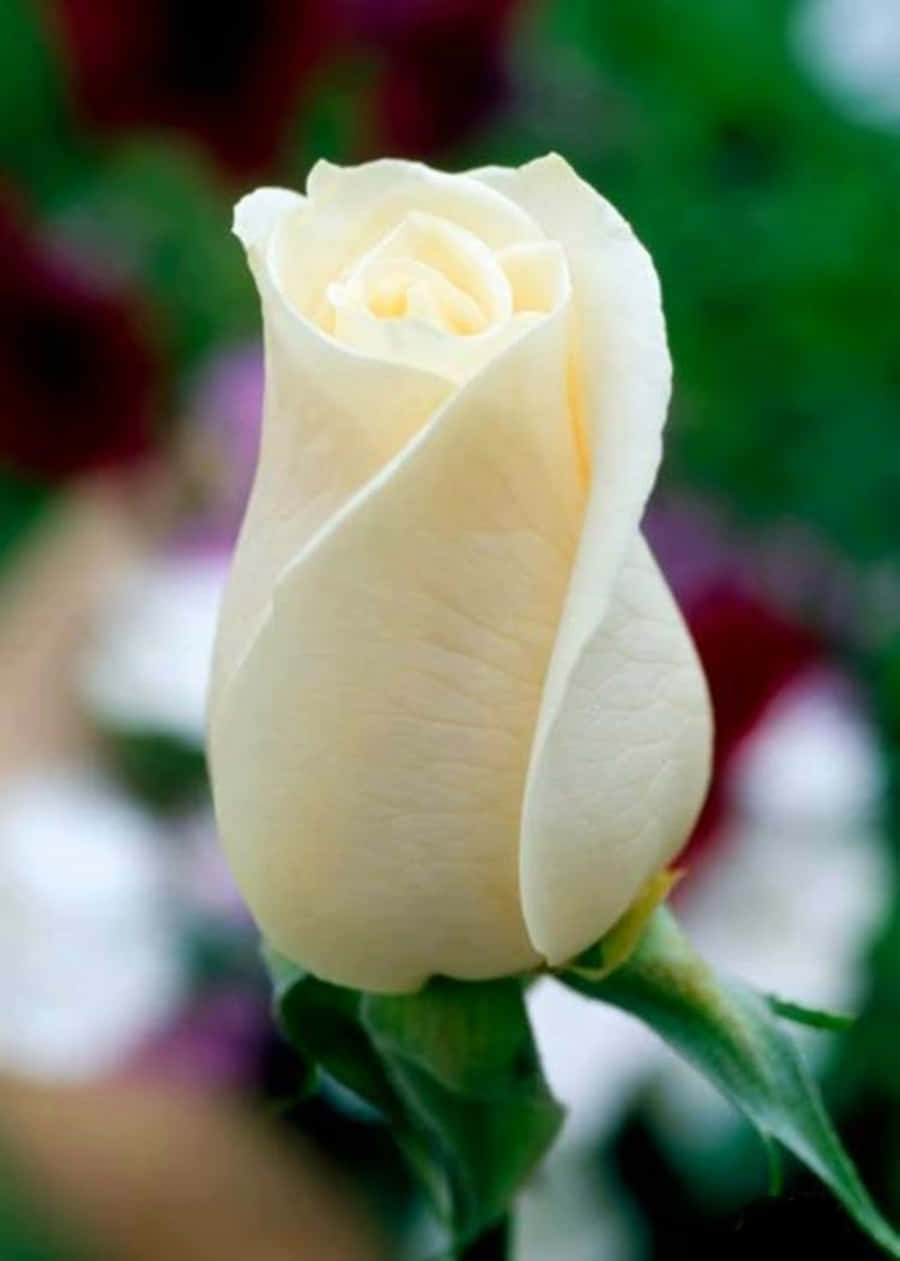 Roses 桌布 壁紙 — 一朵純潔的白玫瑰花蕾在柔和模糊的綠色和酒紅色花園背景下輕輕綻放。