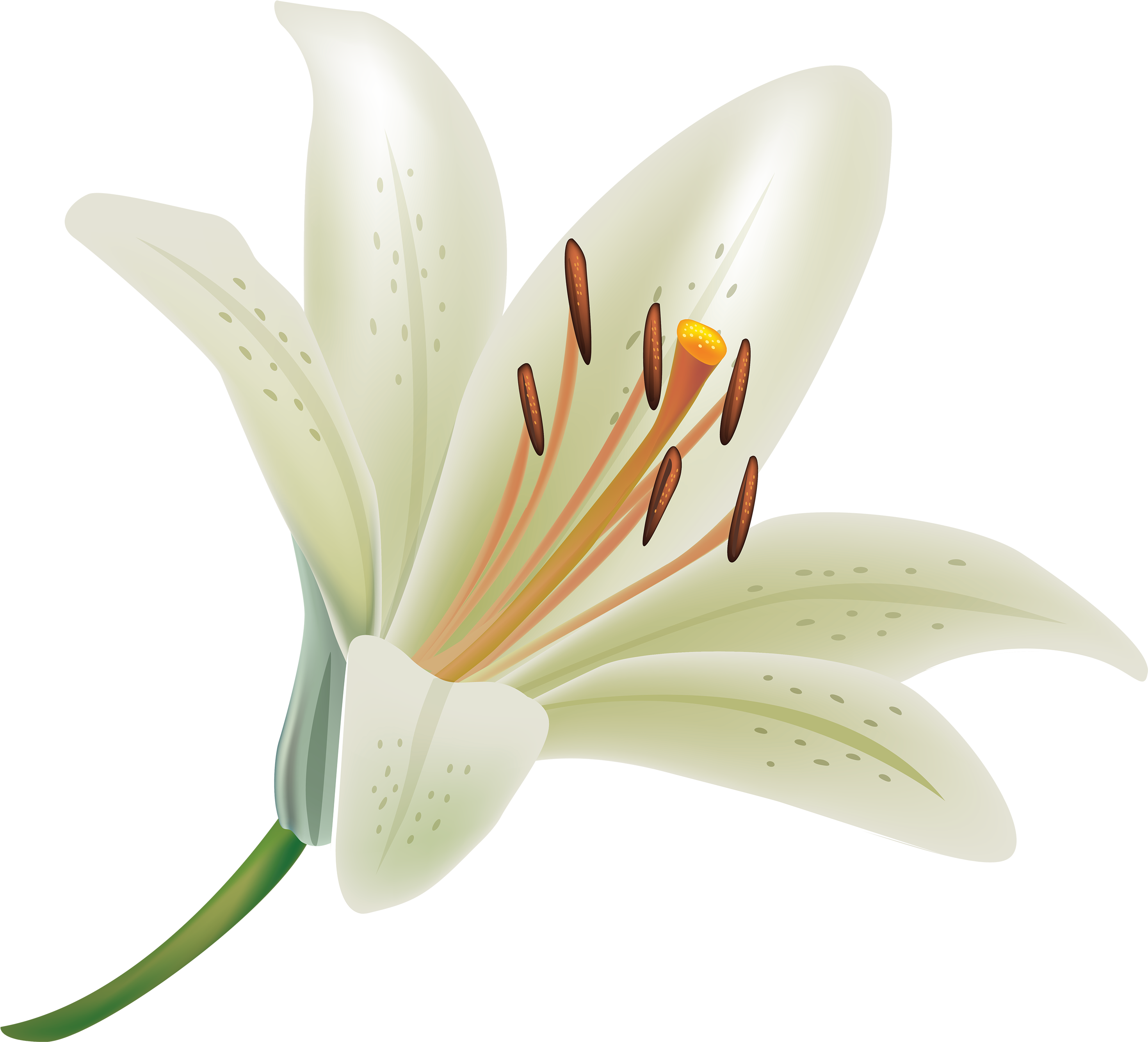 lilly 桌布 壁紙 — 一朵純潔的白百合，帶有精緻的斑點和橙色雄蕊，在柔和的青綠色背景上綻放。