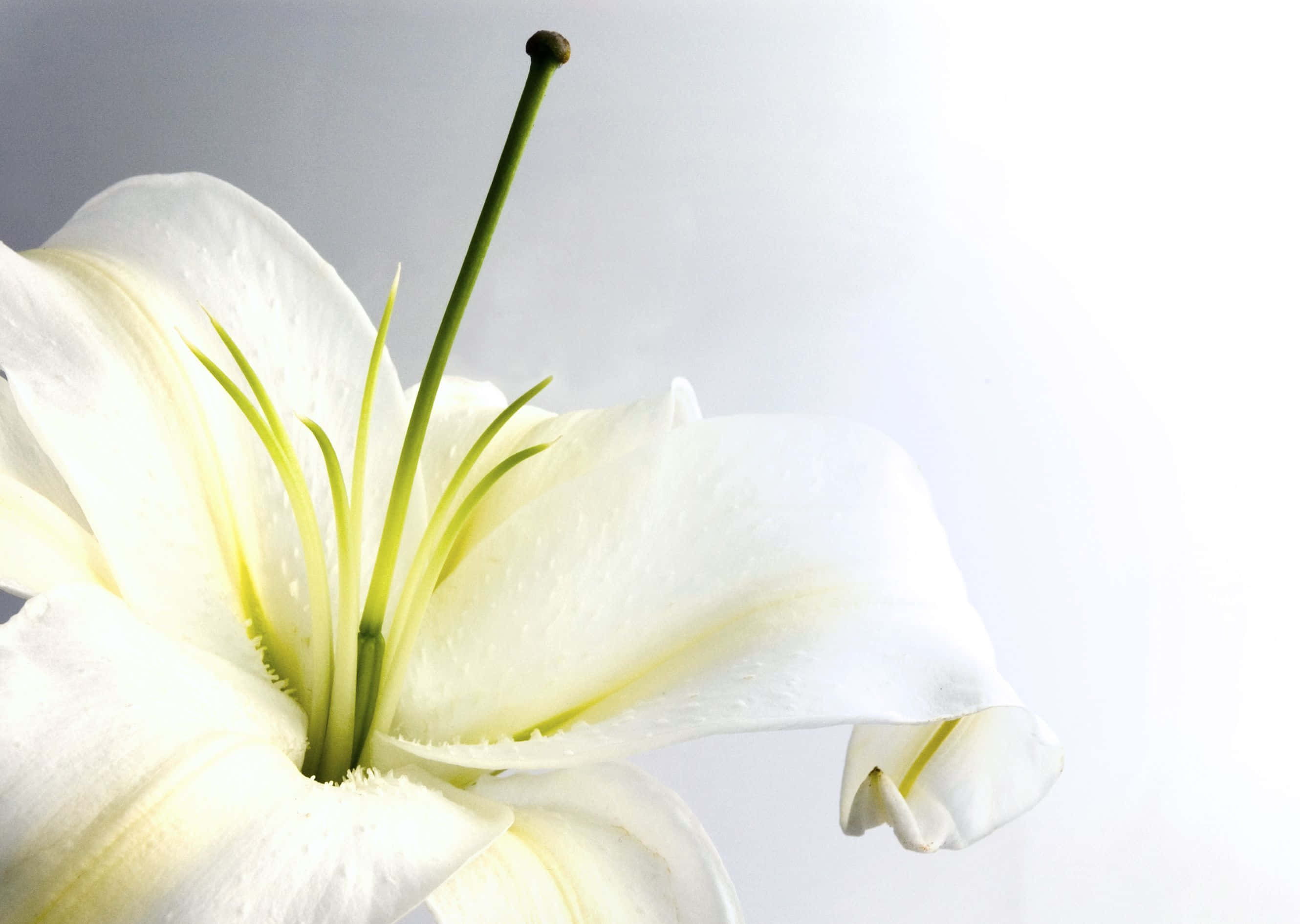 Funeral 桌布 壁紙 — 一朵純潔的白百合，帶有細膩的黃色脈絡和露珠，在明亮的白色背景上柔和地綻放。