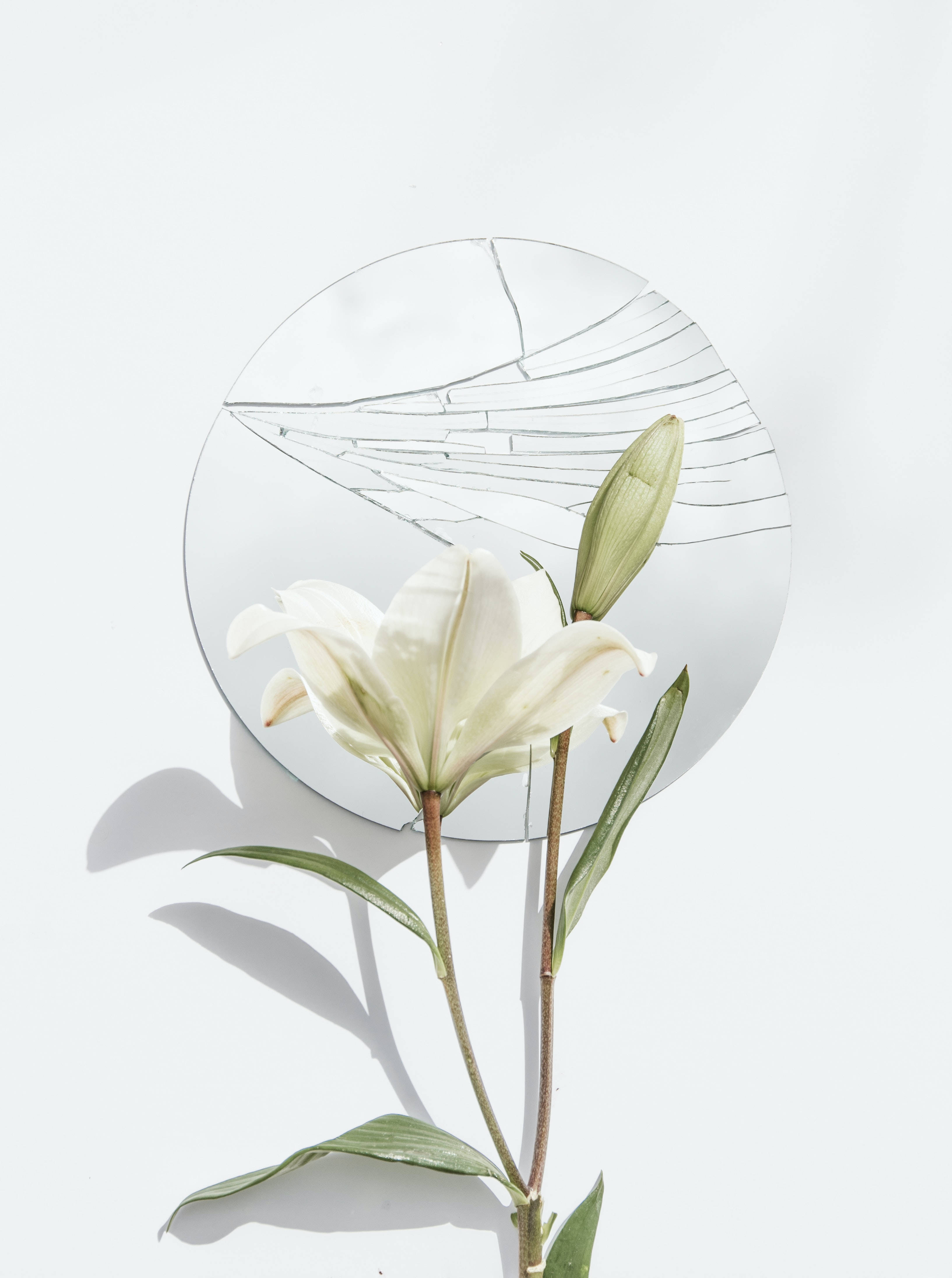 花 桌布 壁紙 — 一朵純潔的白百合在裂開的圓形鏡子旁邊盛開，背景是純白色。