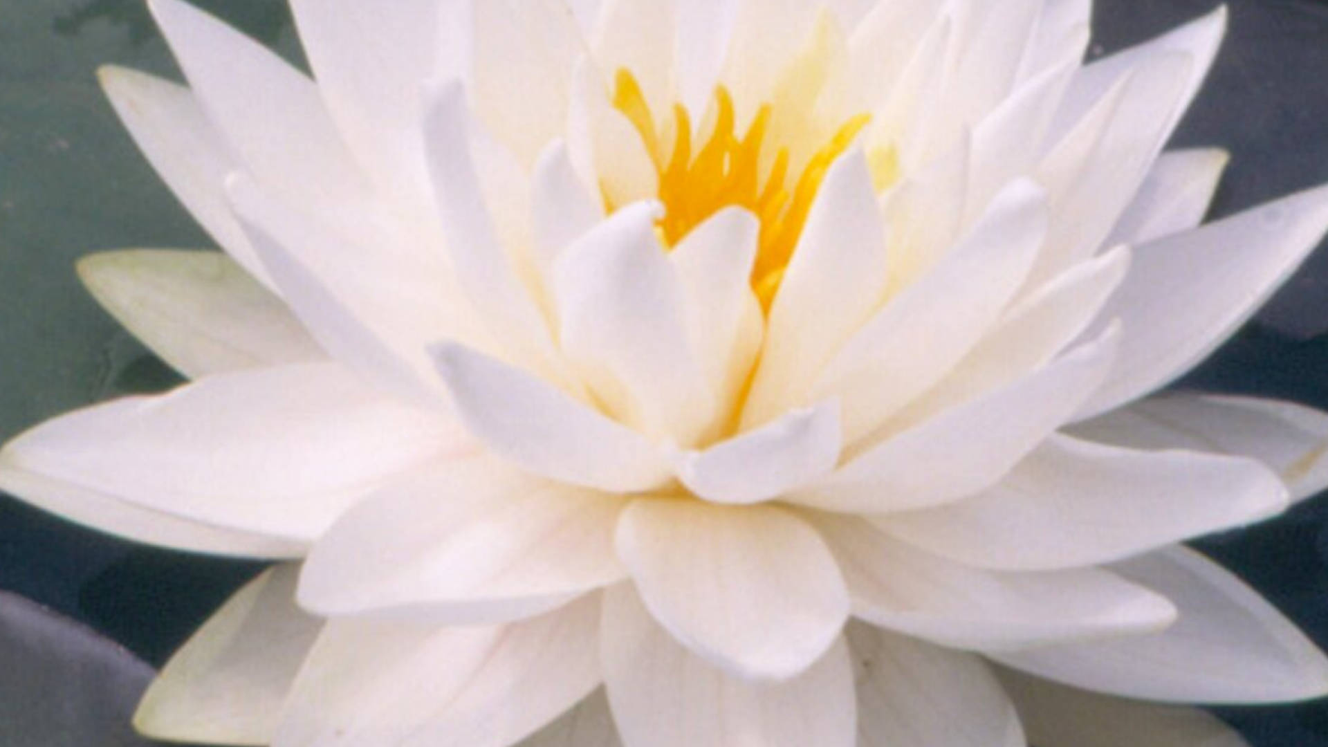 lily 桌布 壁紙 — 一朵純潔的白睡蓮，帶有充滿活力的黃色中心，在平靜的深色水面上優雅地綻放。