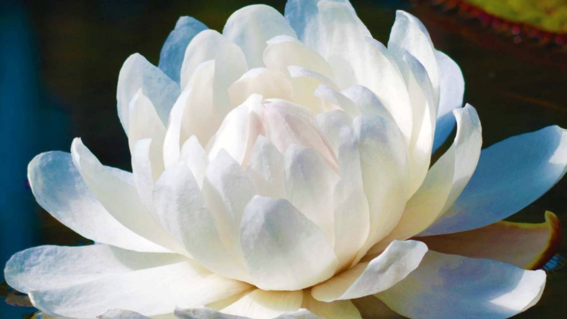 lily 桌布 壁紙 — 一朵純潔的白睡蓮在寧靜的池塘上優雅地綻放，沐浴在柔和的陽光下。