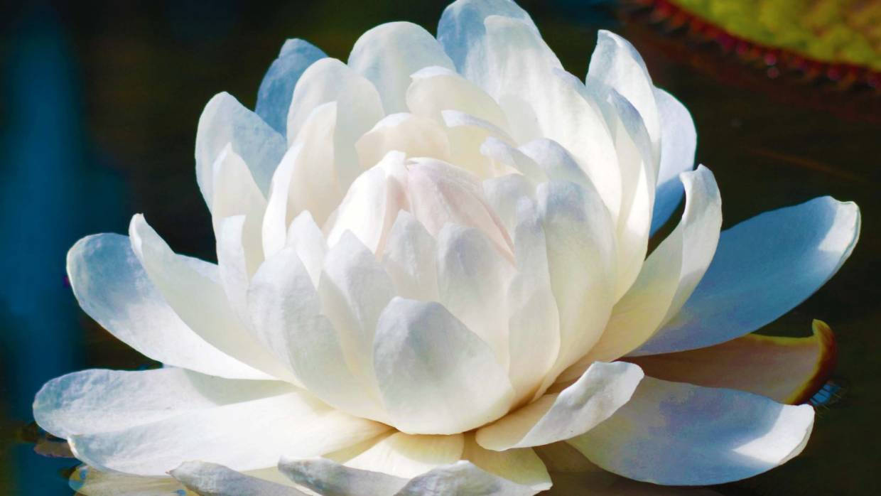 Water Lily 桌布 壁紙 — 一朵純潔的白睡蓮在平靜的水面上優雅綻放，帶有柔和的藍色陰影和背景中模糊的綠色睡蓮葉。