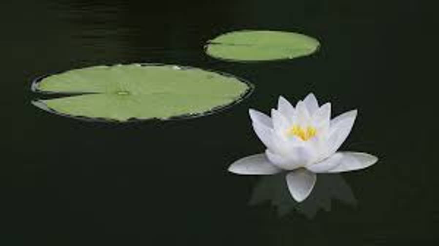 Water Lily 桌布 壁紙 — 一朵純潔的白睡蓮在平靜的深色水面上優雅地綻放，旁邊有兩片綠色睡蓮葉。