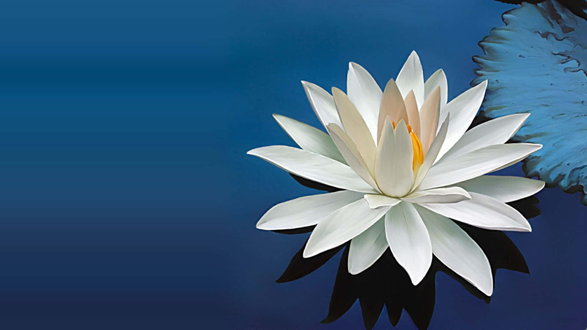 lotus 桌布 壁紙 — 一朵純潔的白睡蓮在深藍色的水面上優雅綻放，附近有一片葉子。