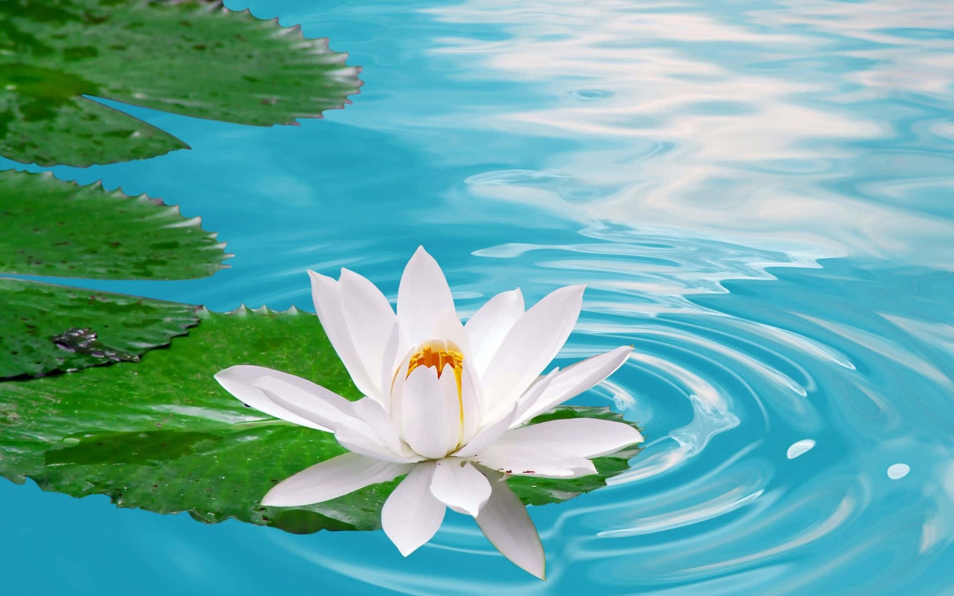 lotus 桌布 壁紙 — 一朵純潔的白睡蓮在碧綠色的池塘中優雅綻放，池面泛起漣漪，周圍是茂盛的綠色睡蓮葉。