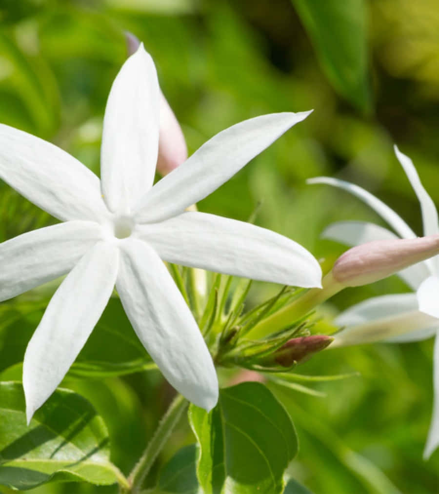 Spring Aesthetic 桌布 壁紙 — 一朵純潔的白色星形花朵在明亮的日光下，在茂密的綠色樹葉背景下鮮豔地綻放。