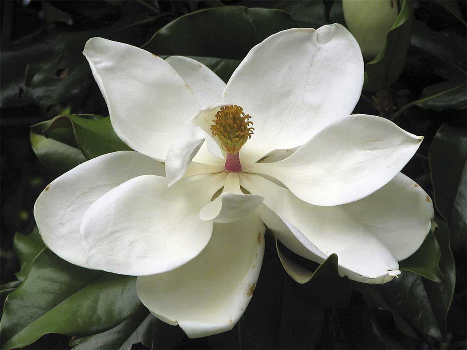 Magnolia 桌布 壁紙 — 一朵純潔的白色木蘭花，帶有金色花心，在柔和自然光線下，在深綠色葉子襯托下盛開。