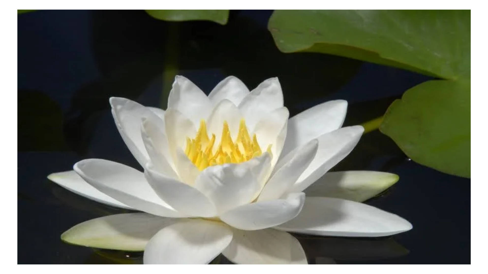lily 桌布 壁紙 — 一朵純潔的白色睡蓮，帶有充滿活力的黃色中心，在深色水面上優雅綻放，周圍環繞著綠色睡蓮葉。