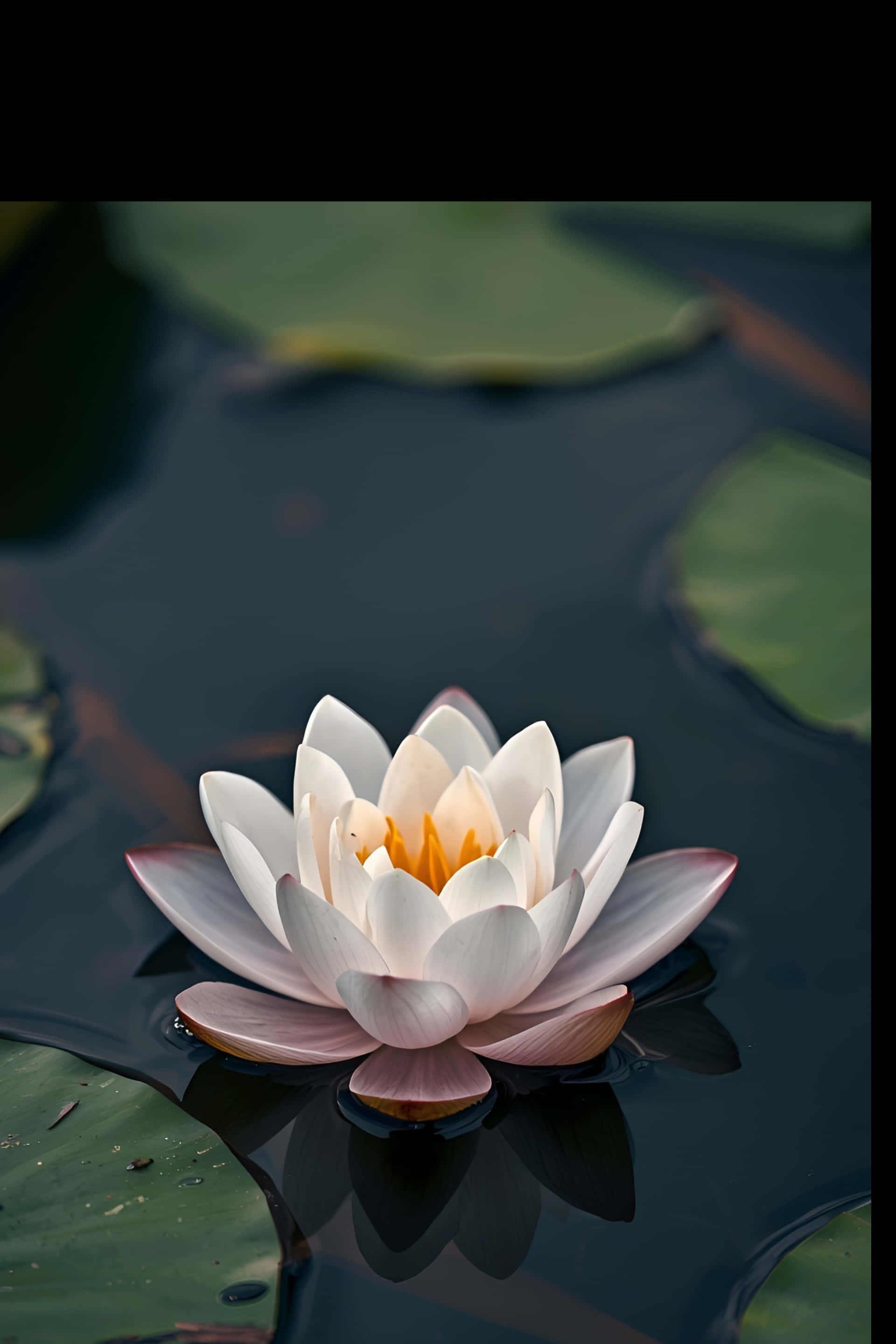 lotus 桌布 壁紙 — 一朵純潔的白色睡蓮，帶有金色花心，在黑暗的水面上優雅綻放，周圍環繞著綠色睡蓮葉。