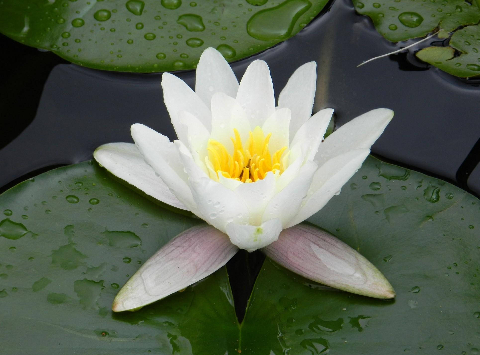 Droplets 桌布 壁紙 — 一朵純潔的白色睡蓮，帶有鮮豔的黃色中心，在黑暗的池塘上盛開，周圍環繞著茂密的綠色睡蓮葉，葉上點綴著露珠。