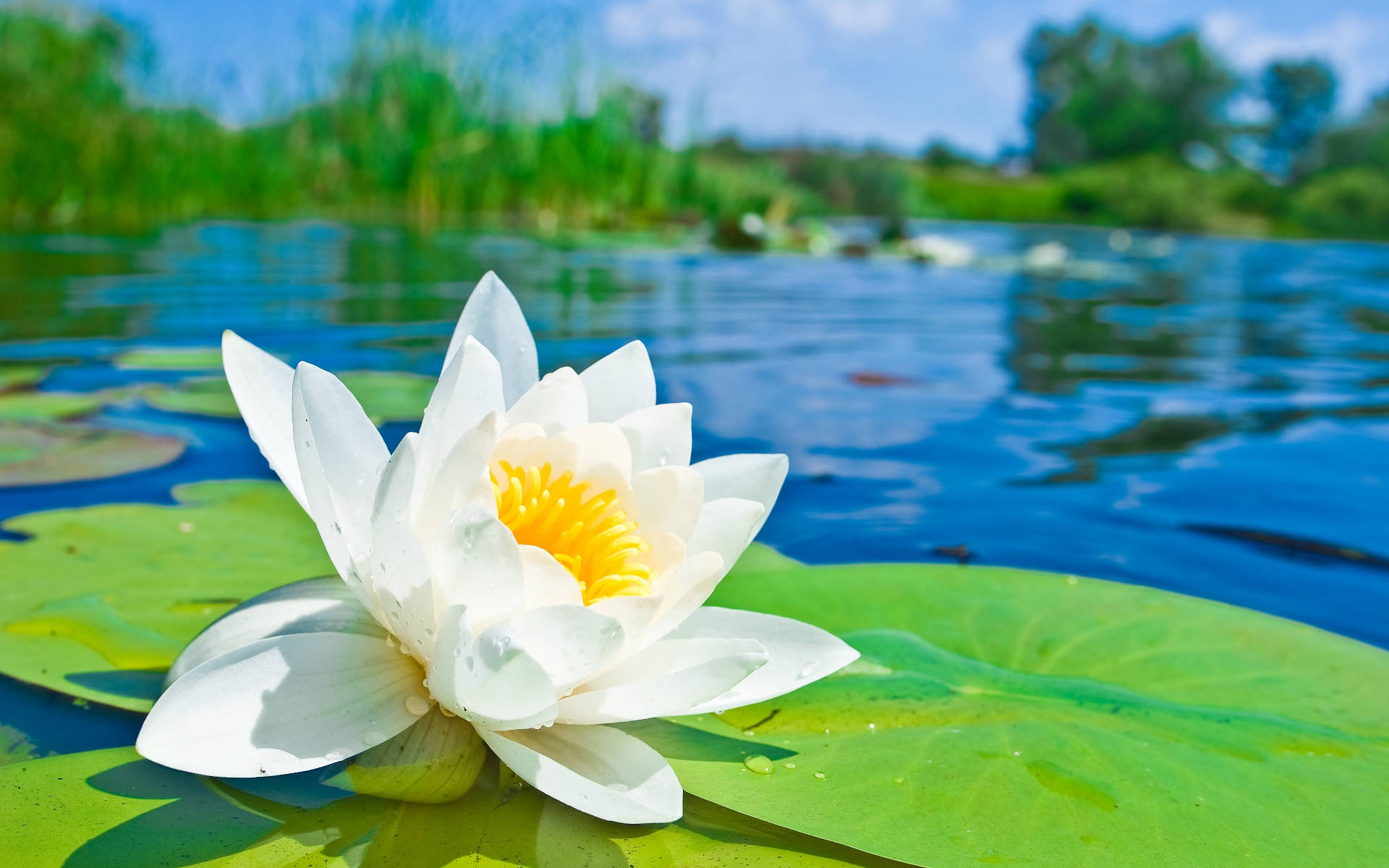 lily 桌布 壁紙 — 一朵純潔的白色睡蓮，帶有鮮豔的黃色中心，在平靜的藍色池塘上的一片大綠色睡蓮葉上盛開，天空晴朗明媚。