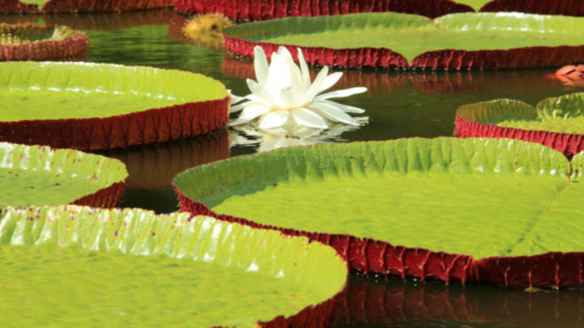 lily 桌布 壁紙 — 一朵純潔的白色睡蓮優雅地綻放在一個充滿巨大王蓮葉的池塘上，葉片有著鮮綠色的頂部和深紅色的皺褶邊緣。