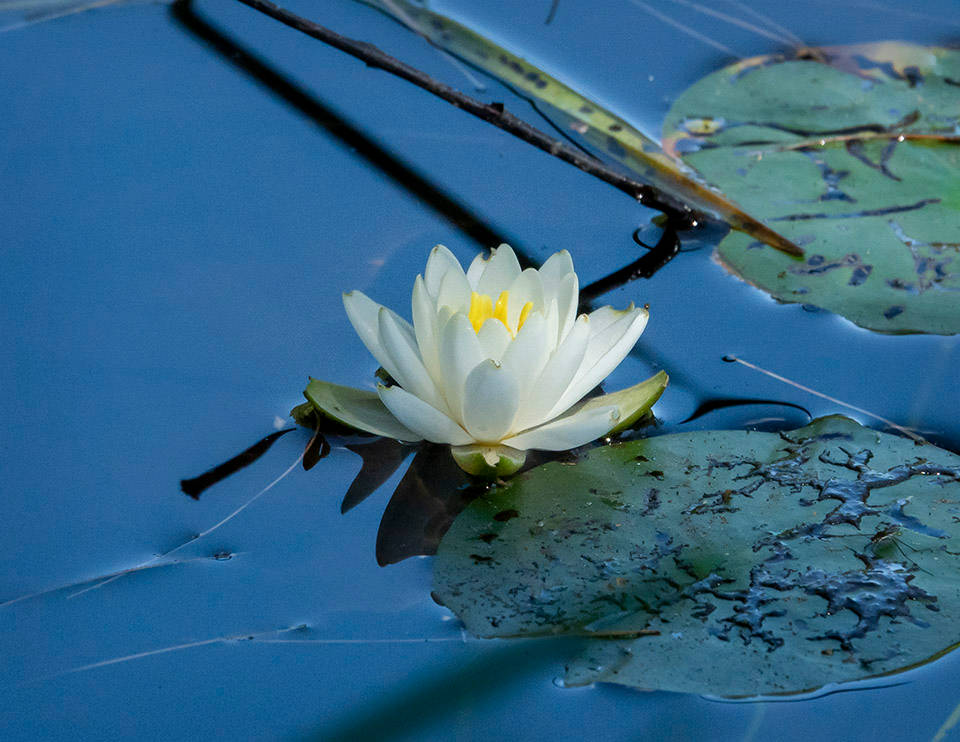 lily 桌布 壁紙 — 一朵純潔的白色睡蓮在平靜的藍色水面上盛開，周圍環繞著綠色睡蓮葉和深色蘆葦。
