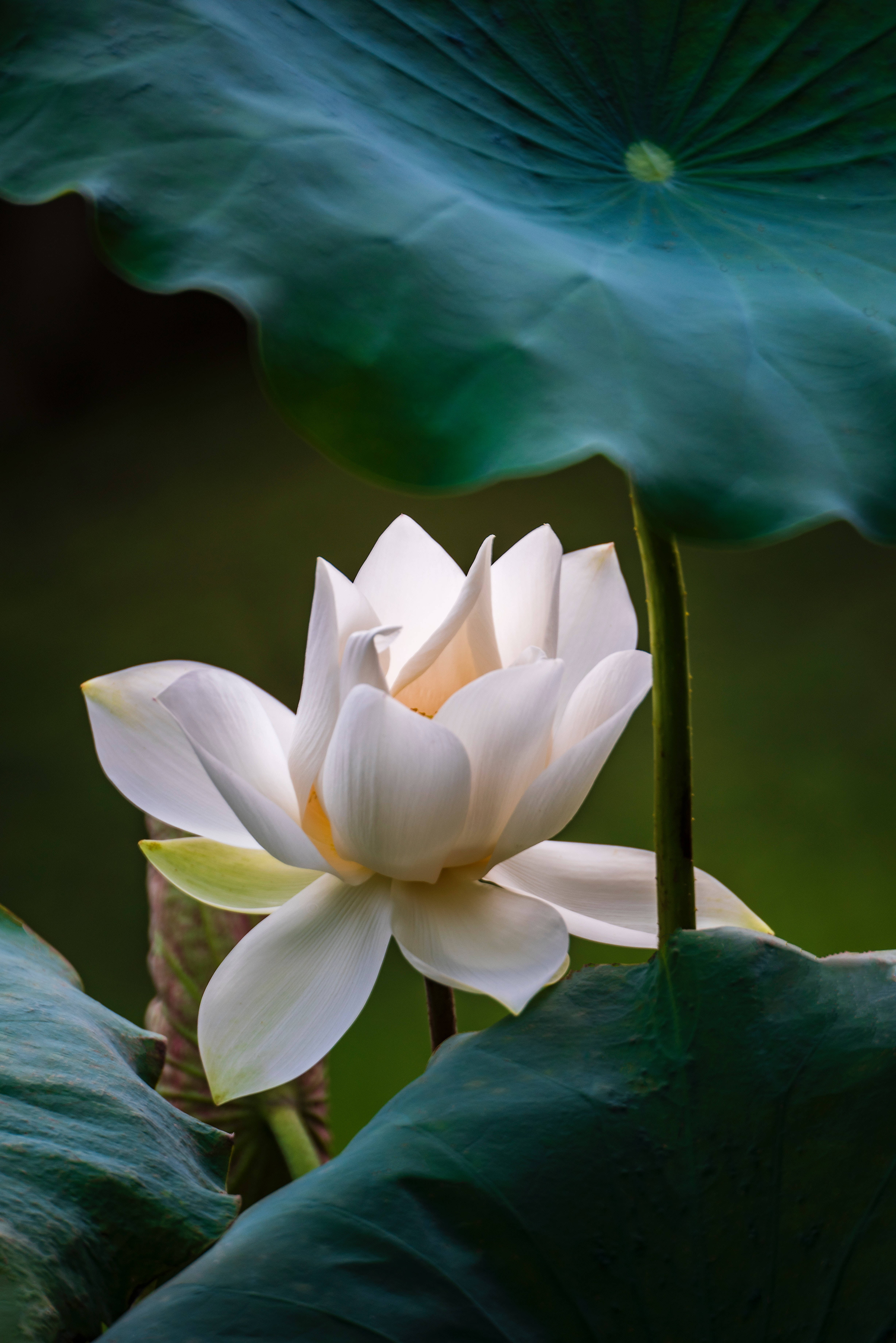lotus 桌布 壁紙 — 一朵純潔的白蓮在寧靜的池塘中，於大片綠色睡蓮葉下輕柔綻放。
