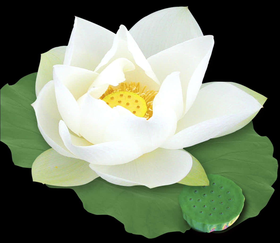 lotus 桌布 壁紙 — 一朵純潔的白蓮花，帶有金色花心，在深黑色背景上優雅地綻放在茂密的綠葉之上。