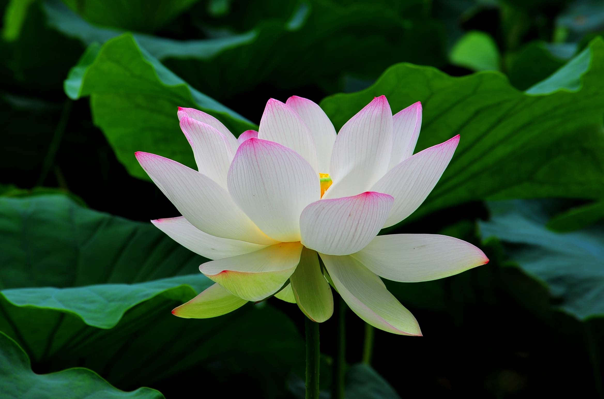 蓮花 桌布 壁紙 — 一朵純潔的白蓮花，花瓣尖端帶有粉紅色，在寧靜的池塘中，在茂密的綠色睡蓮葉間優雅地綻放。