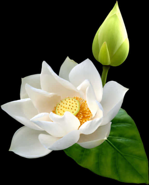 lotus 桌布 壁紙 — 一朵純潔的白蓮花，金色花心，旁邊有綠色花蕾，在純黑背景下綻放。