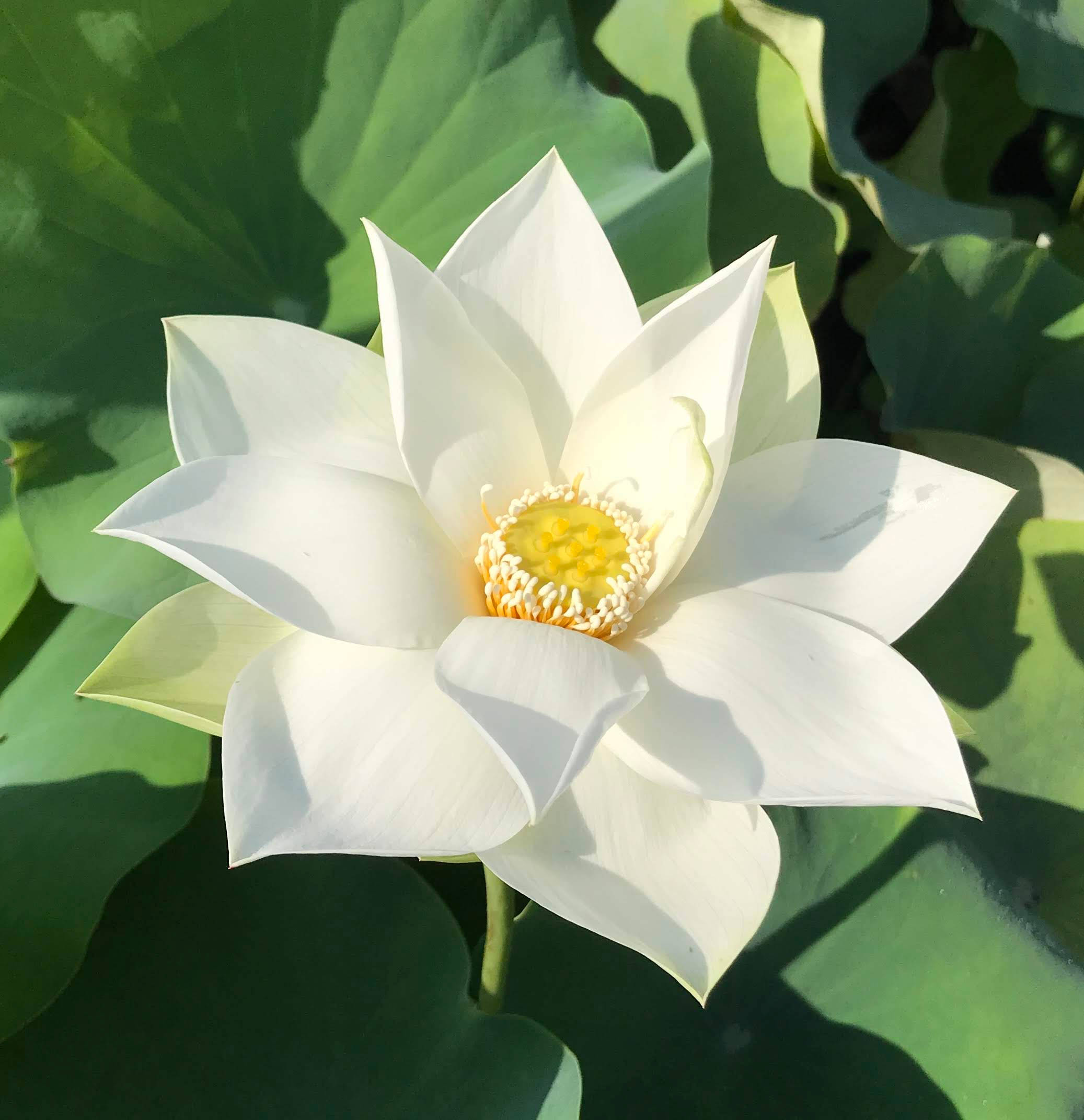lotus 桌布 壁紙 — 一朵純潔的白蓮花在明亮的陽光下，在茂盛的綠色睡蓮葉中鮮豔綻放。