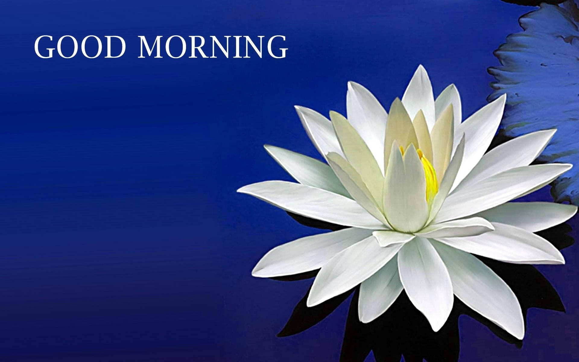 Morning 桌布 壁紙 — 一朵純潔的白蓮花在深藍色水面上盛開，左上角有「GOOD MORNING」文字。
