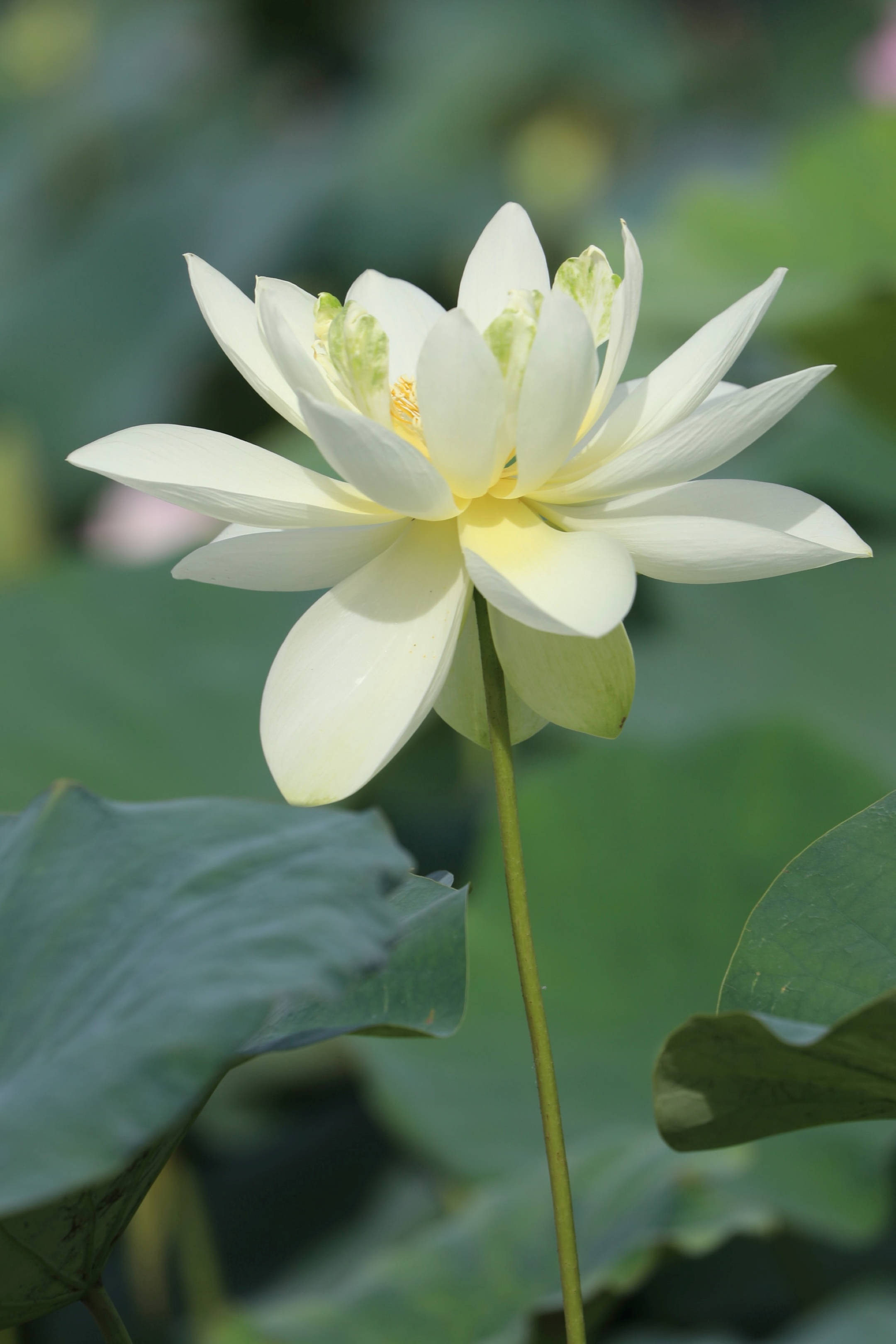 lily 桌布 壁紙 — 一朵純潔的白蓮花在茂盛的綠色睡蓮葉背景下，在明亮的日光下優雅地綻放。