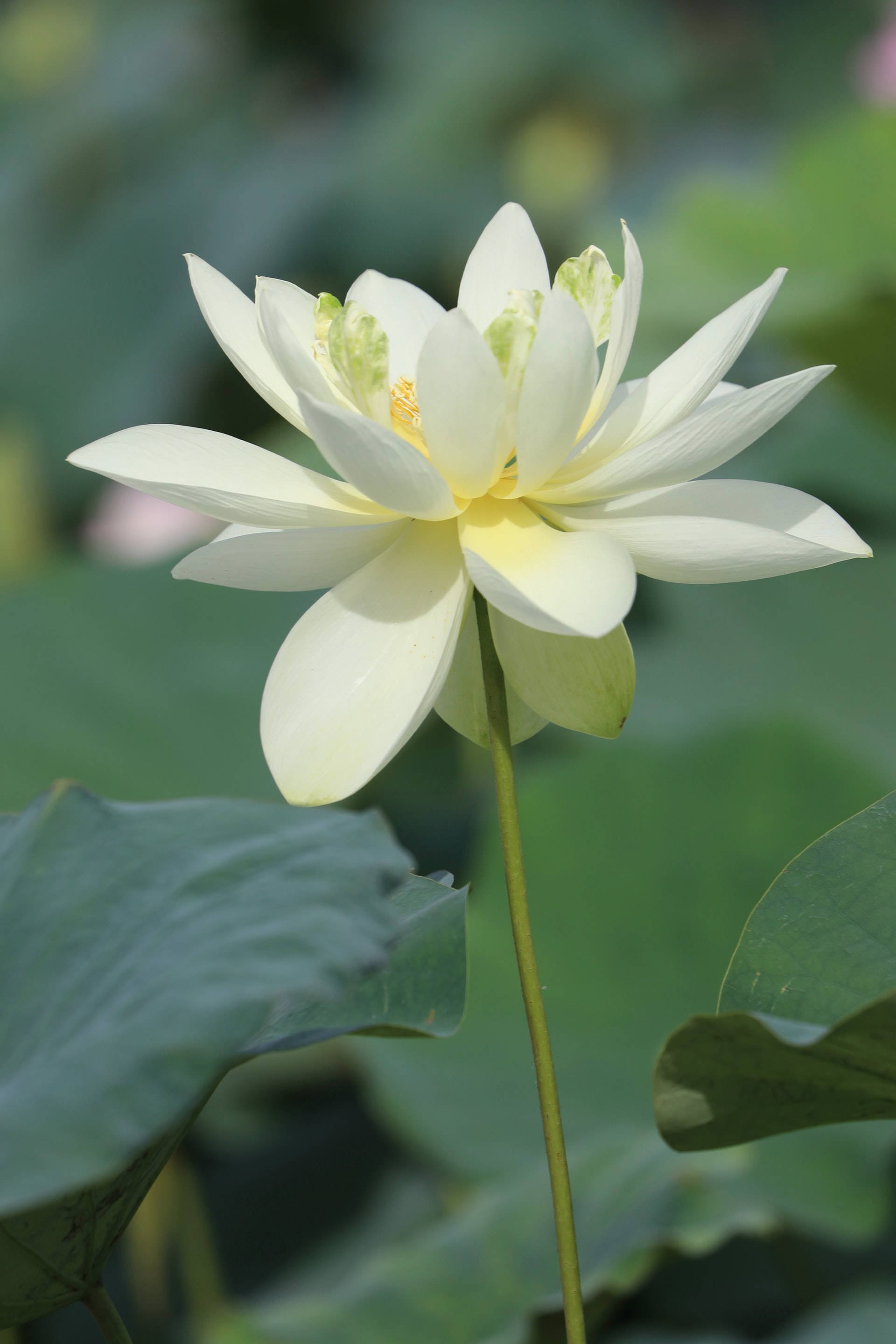 lily 桌布 壁紙 — 一朵純潔的白蓮花在茂盛的綠色睡蓮葉中優雅綻放。