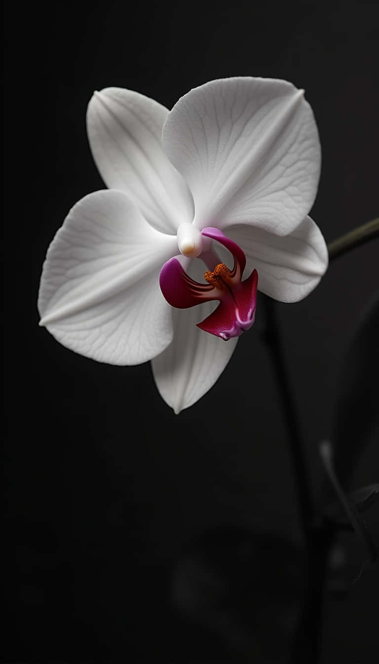 Flower 壁紙 — 一朵純潔的白蘭花，帶有鮮豔的洋紅色花心，在純黑色背景上盛開。