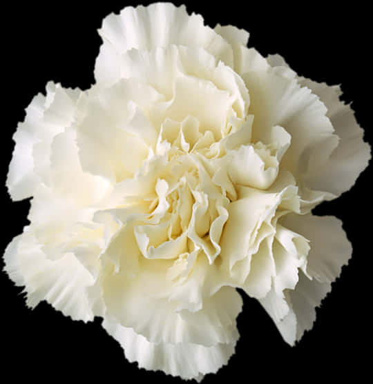 White Flowers 桌布 壁紙 — 一朵純白康乃馨，帶有褶皺花瓣，在純黑背景上綻放。