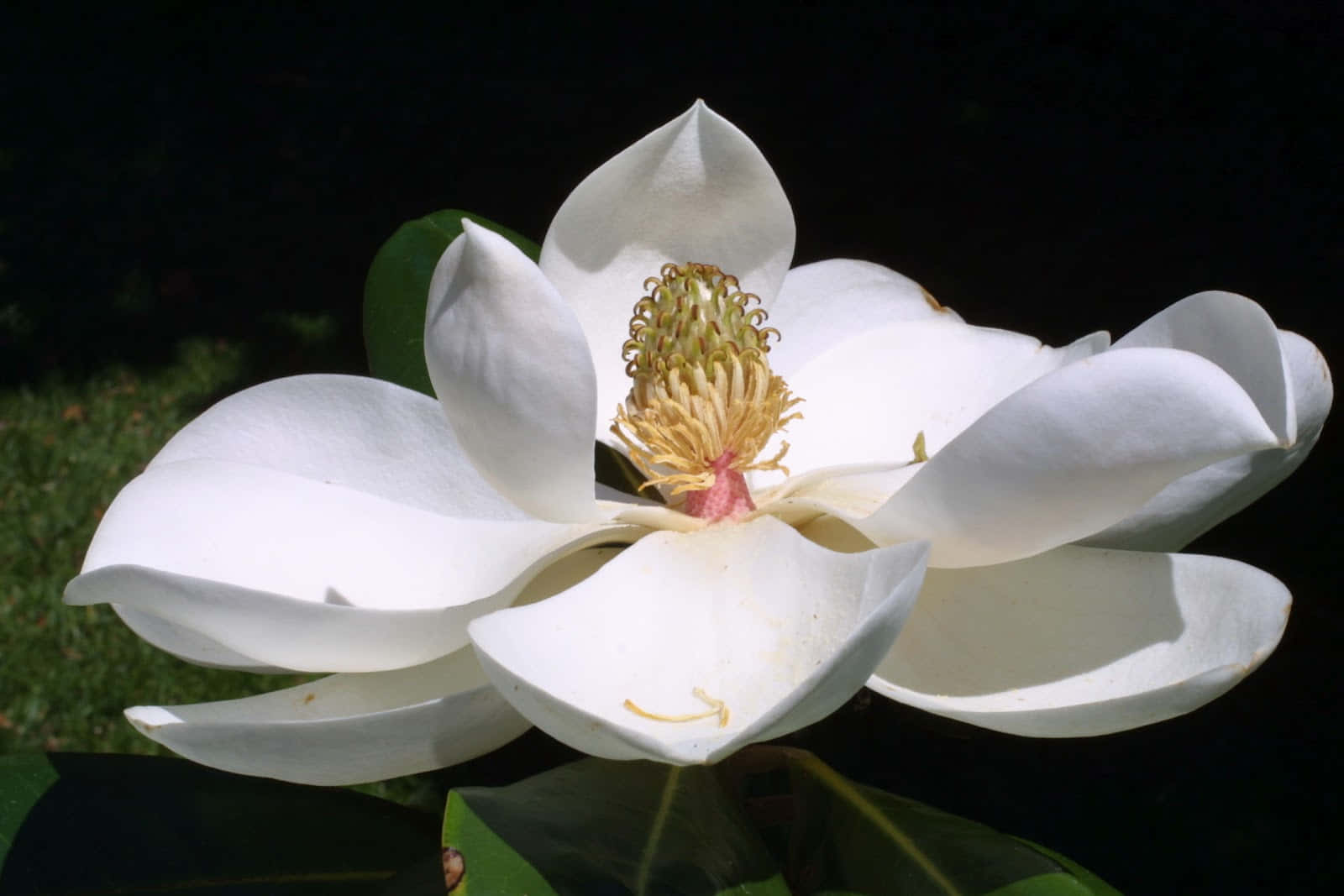 Magnolia 桌布 壁紙 — 一朵純白木蘭花，帶有金色雄蕊，在深色背景襯托下與綠葉一同盛開。