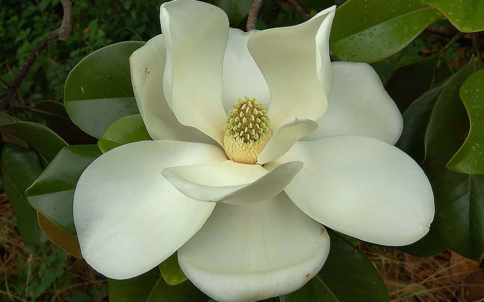 Magnolia 桌布 壁紙 — 一朵純白木蘭花，帶有黃綠色花心，在柔和自然光下於茂密綠葉中盛開。