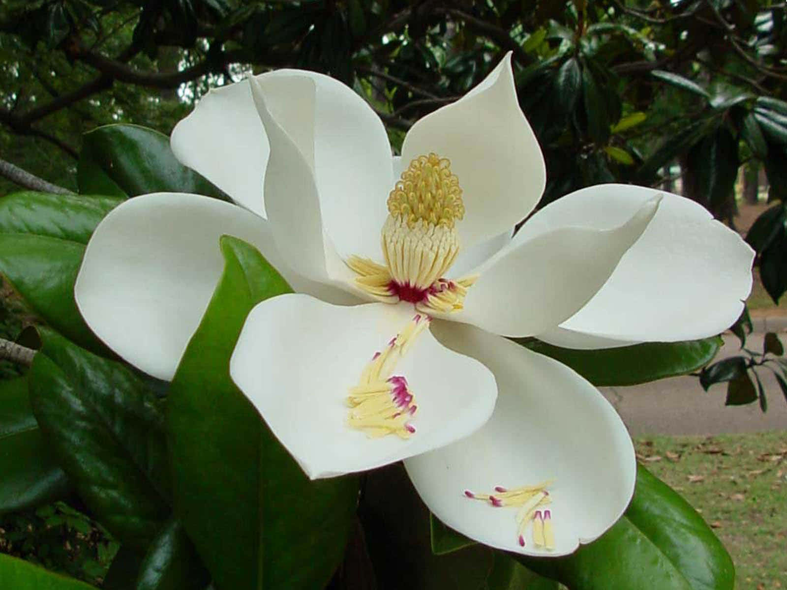 Magnolia 桌布 壁紙 — 一朵純白木蘭花，帶有黃色雄蕊，在茂盛綠葉中鮮豔綻放。