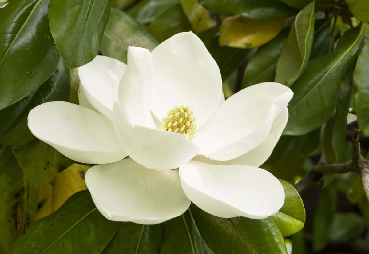 Magnolia 桌布 壁紙 — 一朵純白木蘭花，黃色花心，在柔和的自然光下，在茂密的綠葉中綻放。