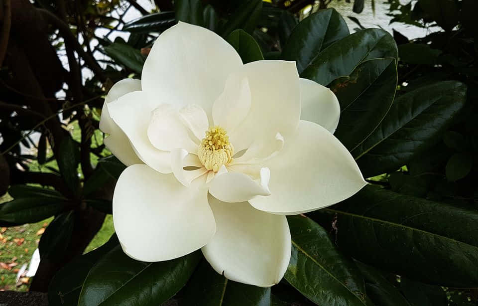 Magnolia 桌布 壁紙 — 一朵純白木蘭花，黃色花蕊，在光澤深綠色葉子的背景下鮮豔盛開。