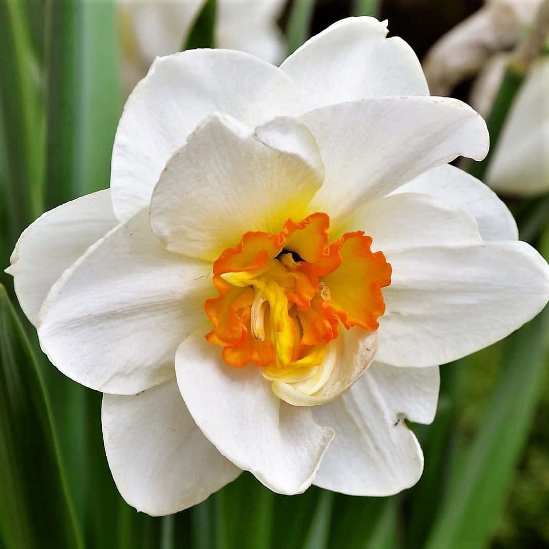 Daffodil 桌布 壁紙 — 一朵純白水仙的近距離特寫，帶有鮮豔的橙色和黃色中心，在綠色葉叢中盛開。
