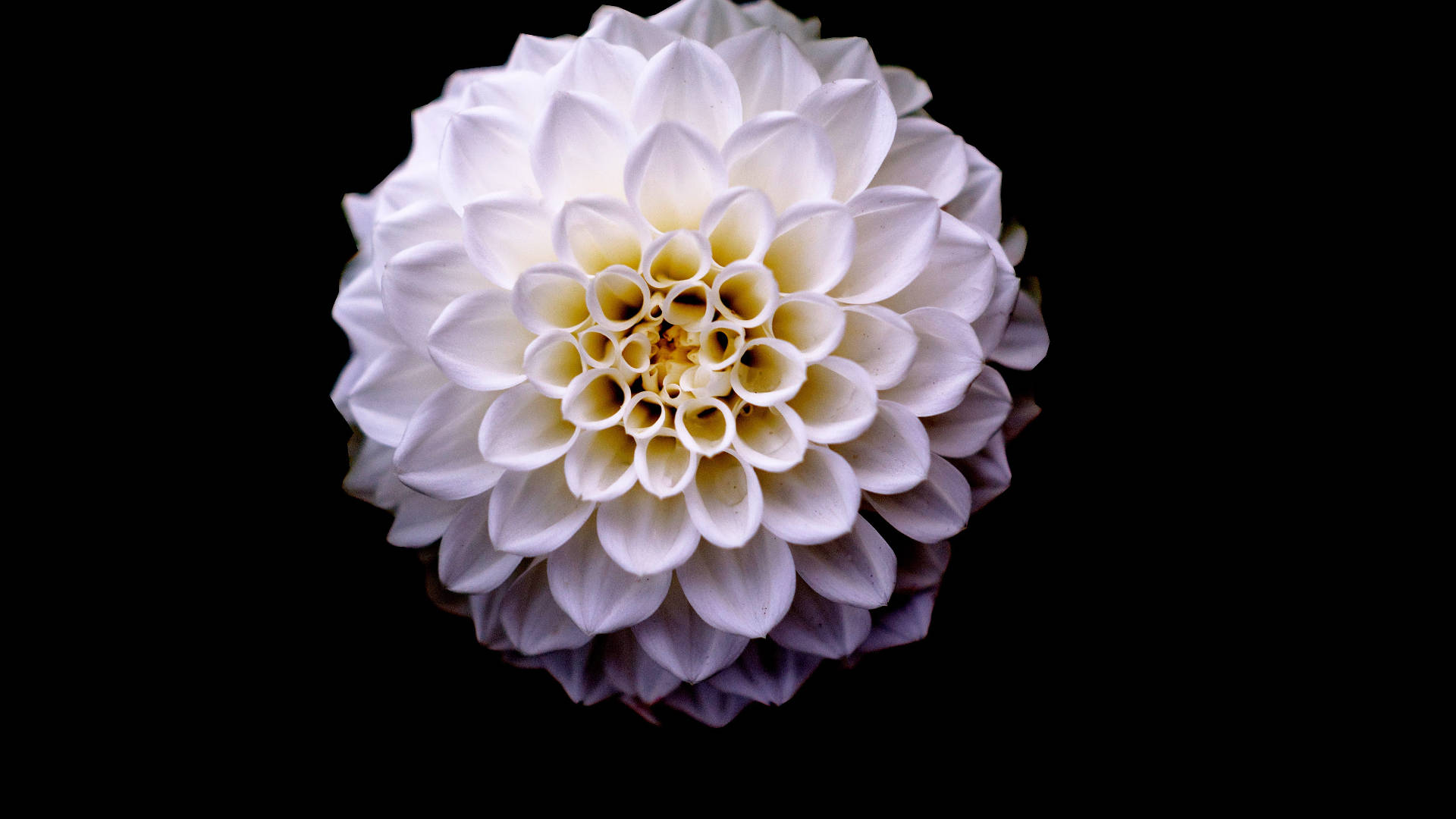 Dahlia 桌布 壁紙 — 一朵純白的大理花，帶有奶油黃色的中心，在純黑色背景上綻放。