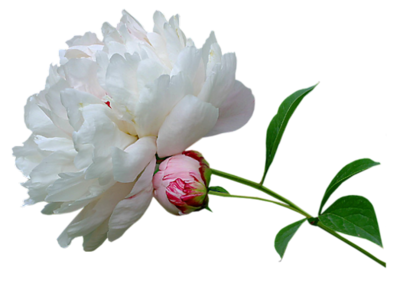 Peony 桌布 壁紙 — 一朵純白盛開的牡丹，旁邊有一個粉紅色的花蕾，長在綠色的莖上，背景為黑色。