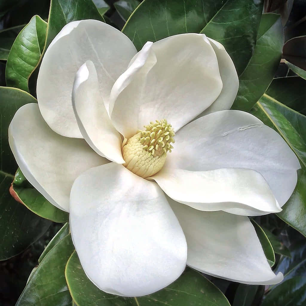 Magnolia 桌布 壁紙 — 一朵純白色的木蘭花，帶有黃色花蕊，在柔和自然光中盛開於茂密的綠葉之間。