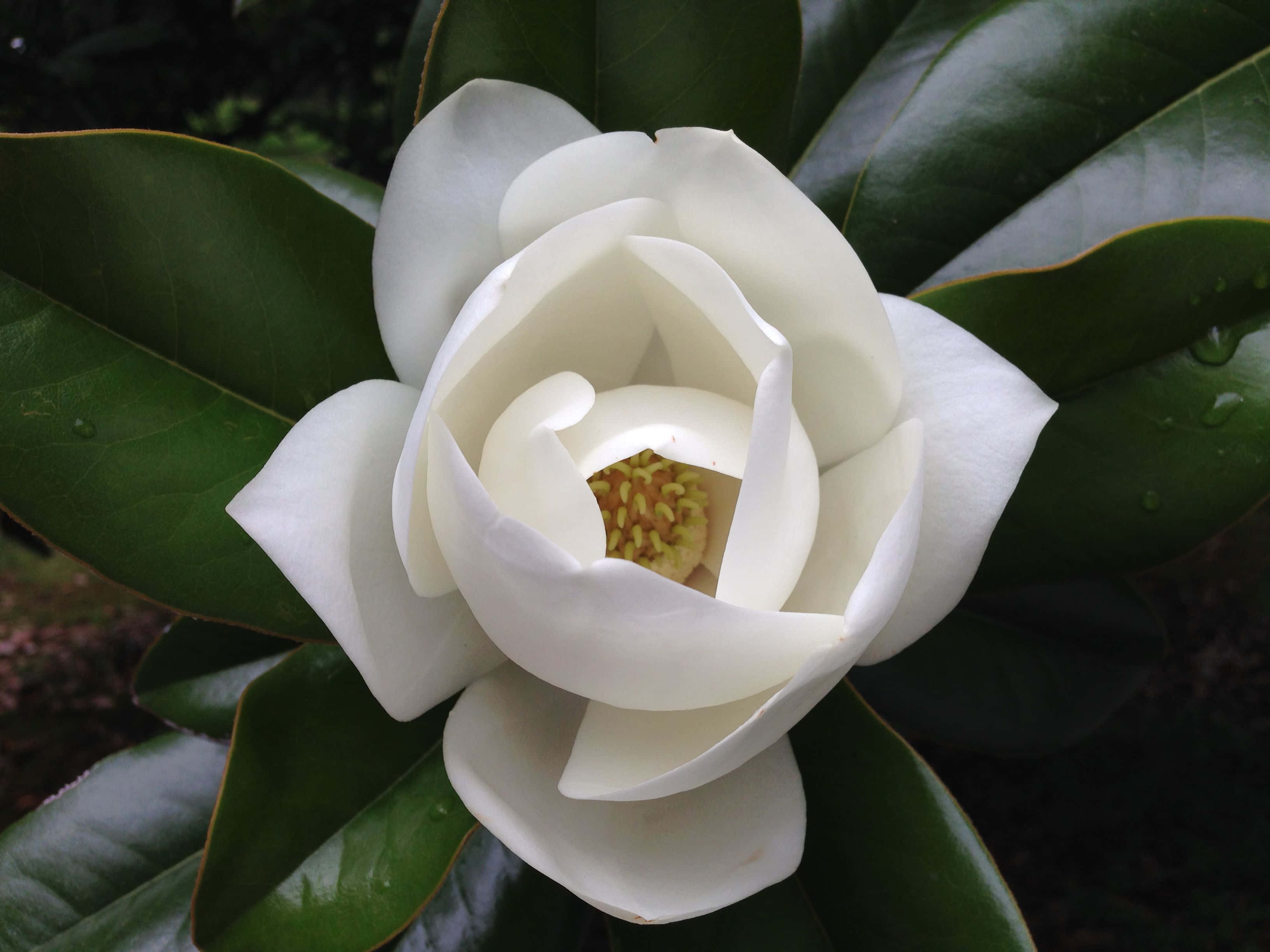 Magnolia 桌布 壁紙 — 一朵純白色的木蘭花，帶有黃色雄蕊，在帶有露珠的光澤綠葉中盛開。