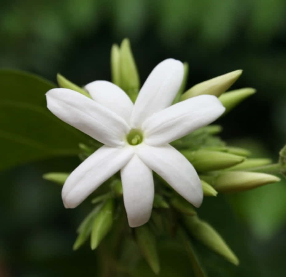Spring Aesthetic 桌布 壁紙 — 一朵純白茉莉花在柔和模糊的綠色樹葉背景下鮮豔綻放。
