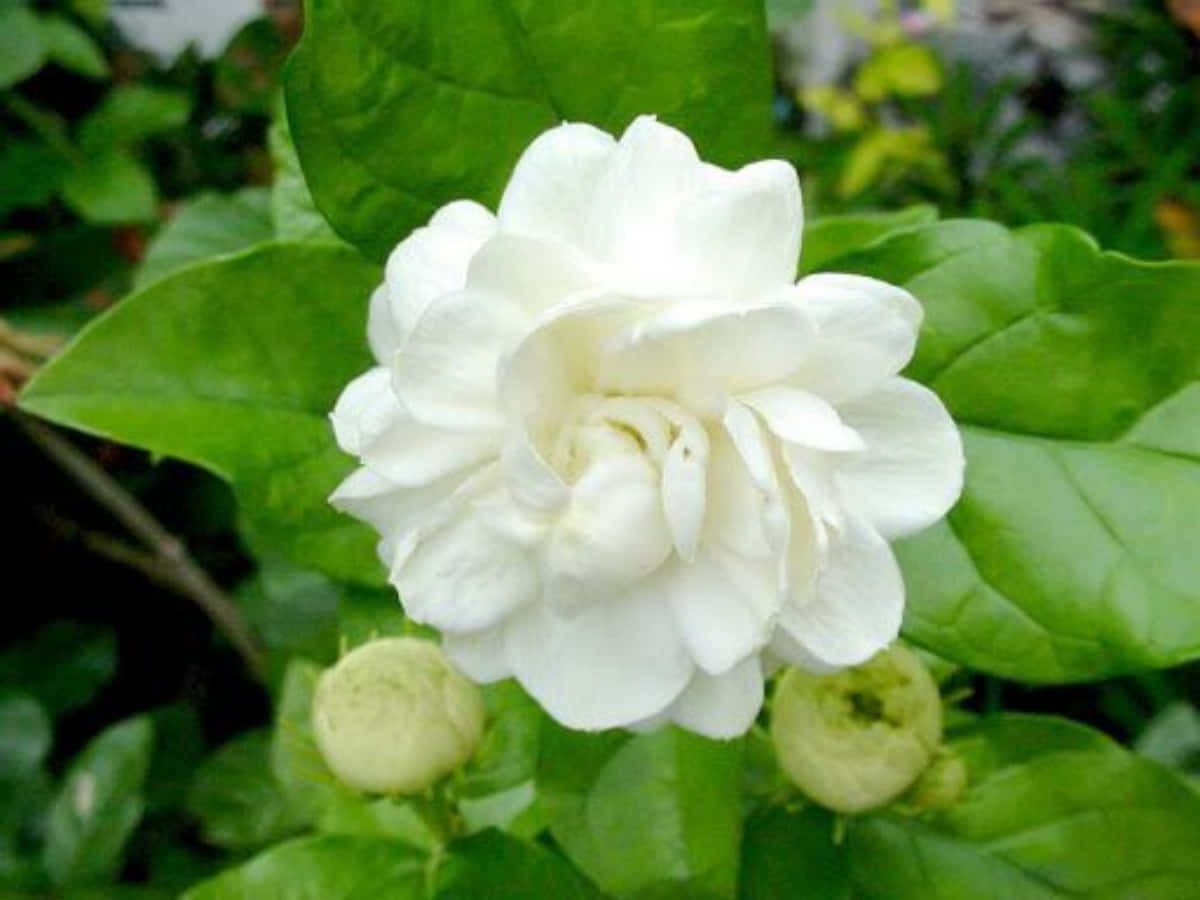 White Flower 桌布 壁紙 — 一朵純白茉莉花在茂密綠葉襯托下，於柔和自然光中鮮豔盛開。