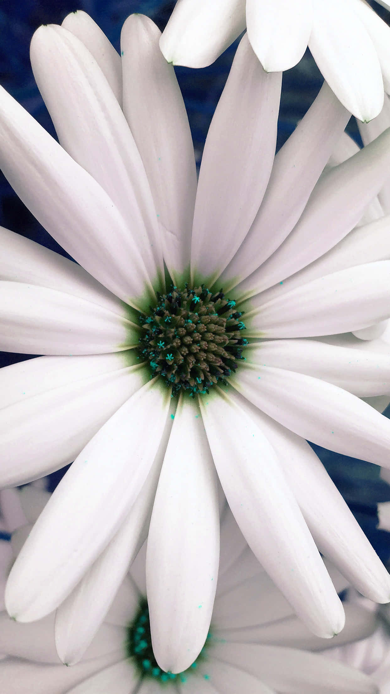 Daisy 桌布 壁紙 — 一朵純白雛菊的特寫，帶有綠色花心和微妙的藍色背景。