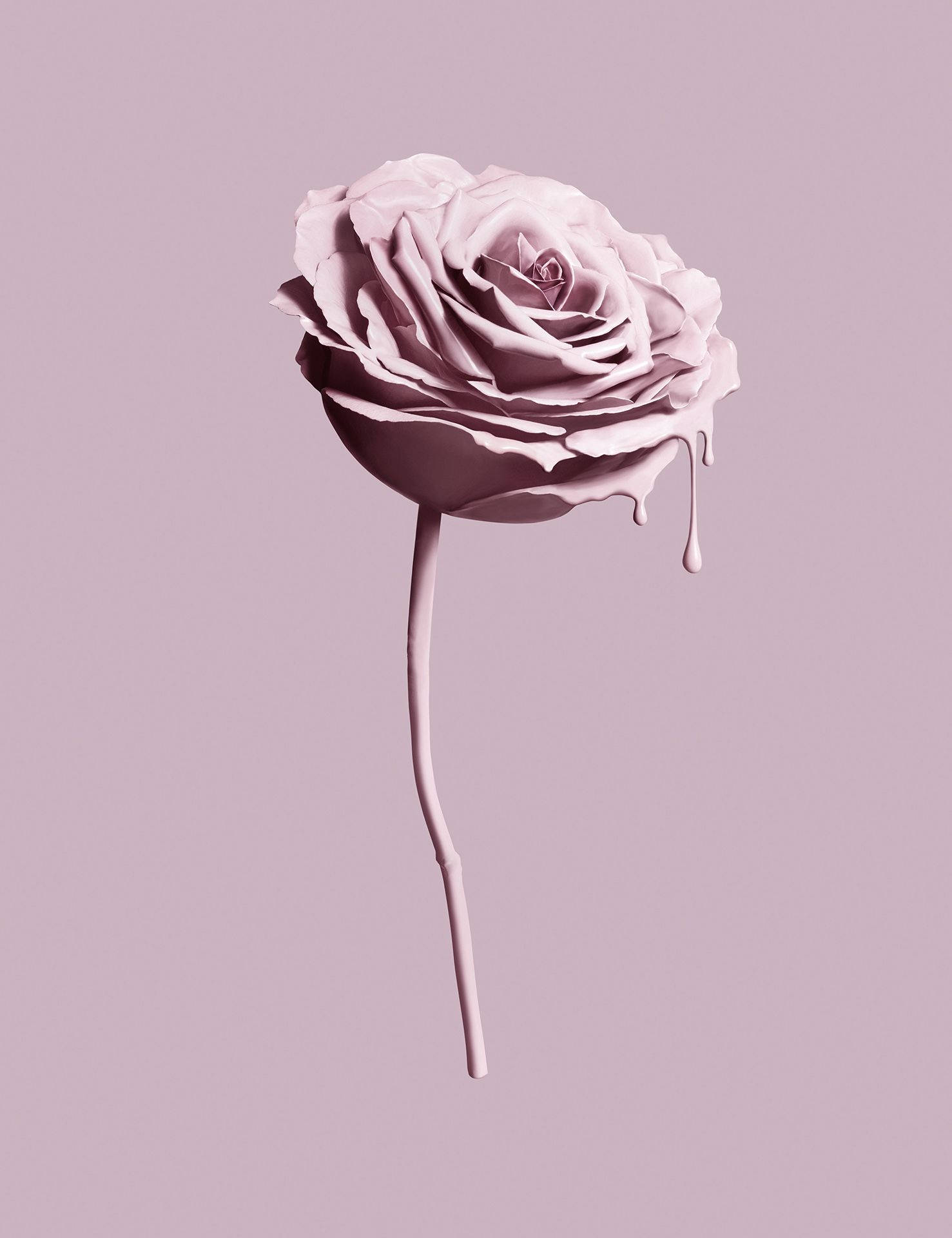 Tumblr 文青風 桌布 壁紙 — 一朵紫紅色玫瑰，帶有光澤的花瓣融化滴落，襯以柔和的薰衣草背景。