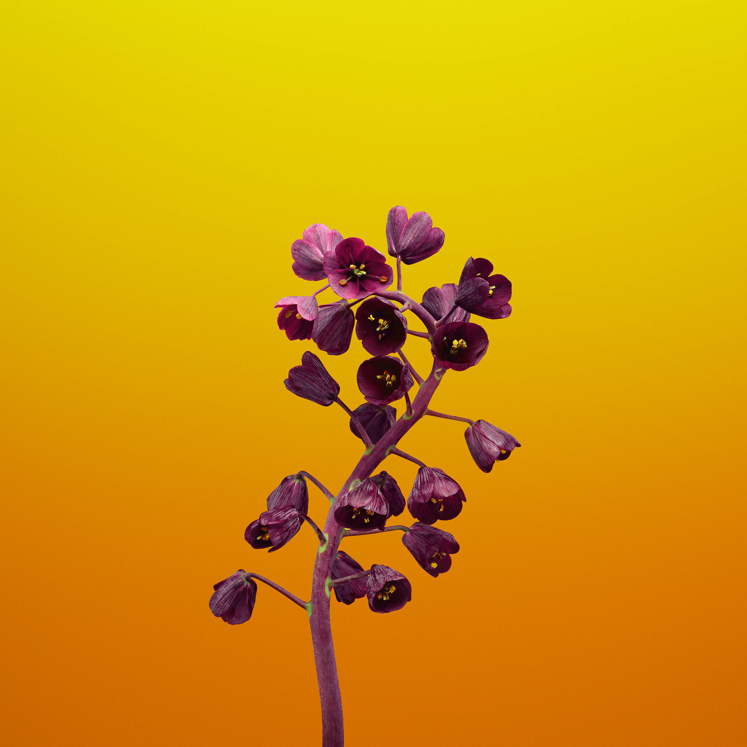 iOS 11 桌布 壁紙 — 一朵紫色的花莖，帶有盛開和含苞待放的花朵，矗立在從黃色到橙色的鮮豔漸變背景前。